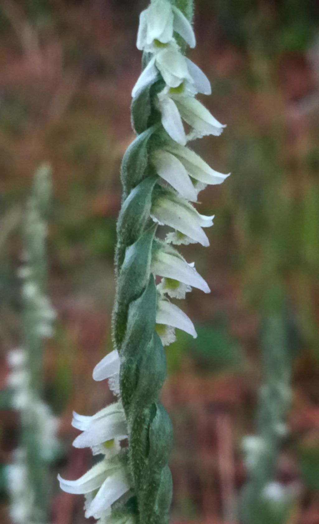 Spiranthes spiralis